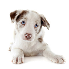 puppy border collie