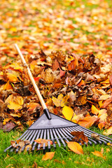 Obraz premium Fall leaves with rake