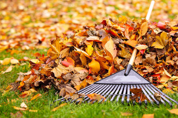 Naklejka premium Fall leaves with rake