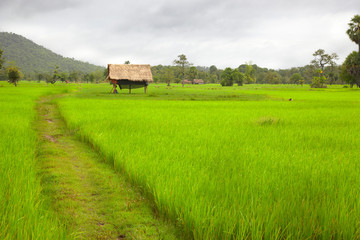 The way through the rice field. Don Khong. Si Phan Don. Laos