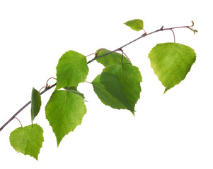green spring birch tree branch isolated on white