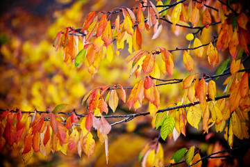 autumn leaves background
