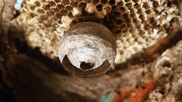 Wasps building a nest.