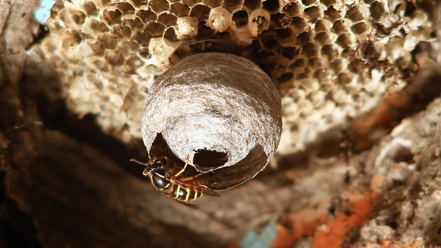 Wasps building a nest.