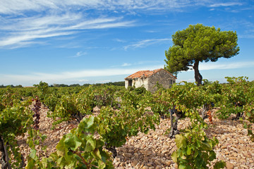 Vignobles de Provence - obrazy, fototapety, plakaty