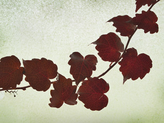 red ivy