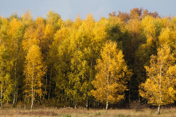 Autumn landscape with yellow birch trees