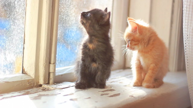 cute kittens sitting on a window sill