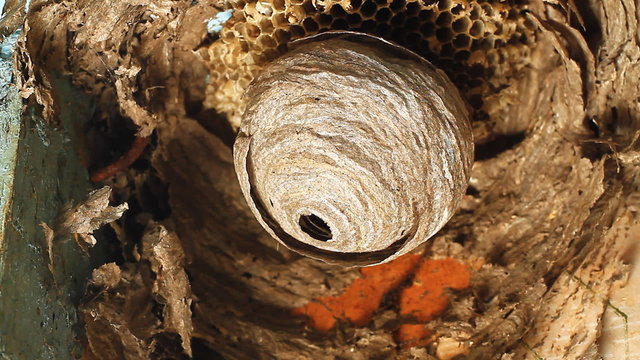 Wasps building a nest.