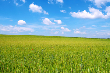 Wheat-field in sunshine in spring