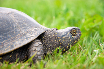 European pond turtle (Emys orbicularis)