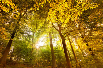 Fototapeta na wymiar Jesienny krajobraz w lesie.