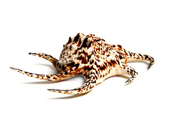 lambis chiragra chiragra