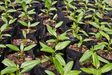 Celosia plants in pots in a green house of a nursery