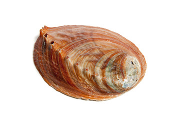 haliotus gigantea