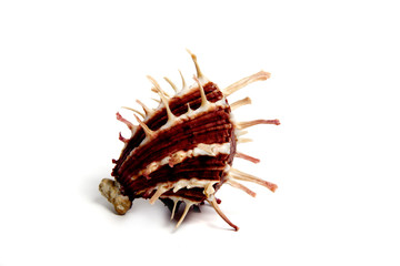 spondylus sinesis