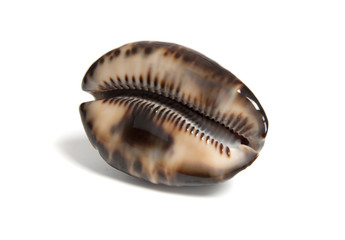 cypraea maculivera hawaiiensis