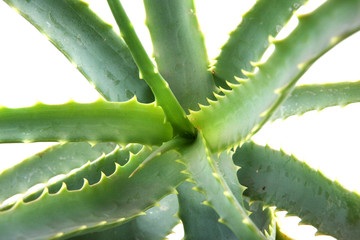 aloe vera