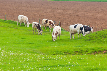 Cows Herd at the Green Meadow