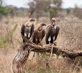 Three vultures sitting on branch