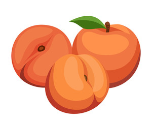 Three peaches. Vector illustration.