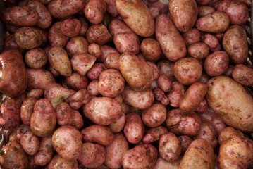 Heurige Kartoffel frisch gerntet