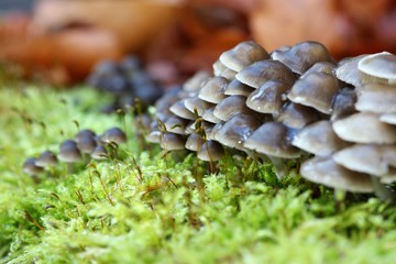 Zwergzärtling (Psathyrella pygmaea) im Moos