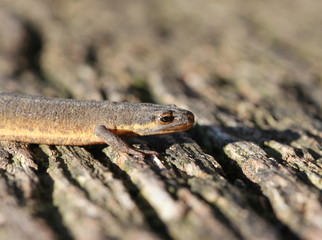 Teichmolch in Landtracht