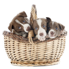 puppy border collie in basket © cynoclub