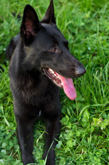 Schwarzer Schäfer ausgepowert