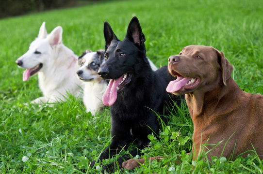 Vier ausgepowerte Hunde