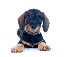 Junger Dackel &ndash; liegend