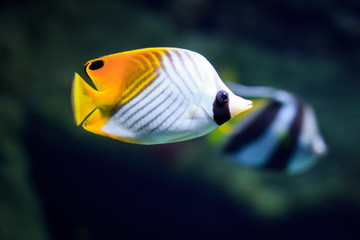 Fototapeta na wymiar Tropikalna ryba na rafie koralowej