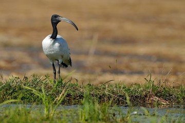 Ibis sacro