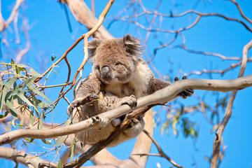 koala tree hand
