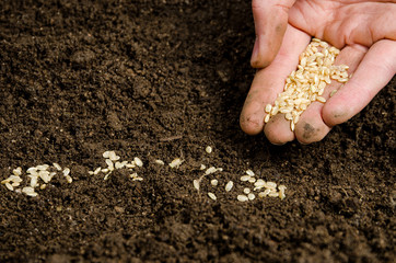planting seeds into soil