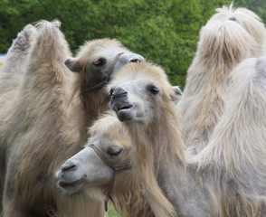 Group of Camels