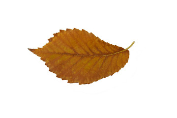 Isolated Leaf