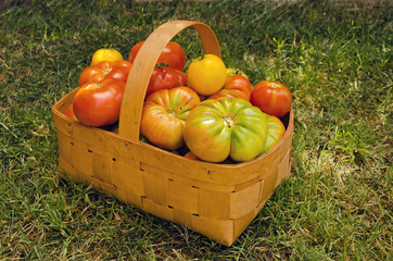 Tomato Basket