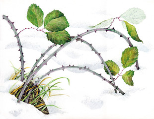 Rubus fruticosus - obrazy, fototapety, plakaty