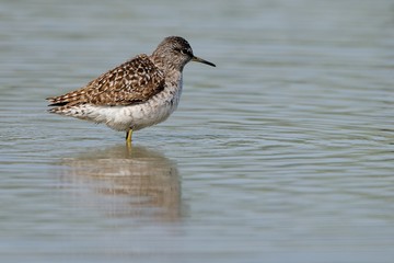 Piro piro boschereccio