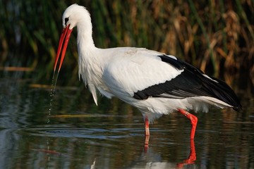 Cicogna Bianca