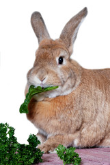 Rabbit eating vegetables