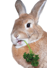 Rabbit eating parsley