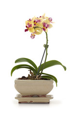 Orchid in the pot