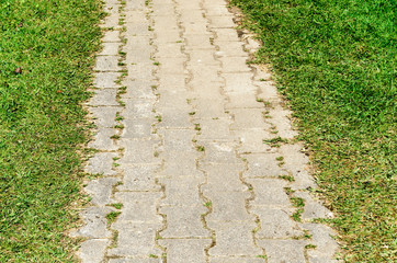 Garden stone path with grass