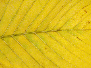 texture tree leaf fall