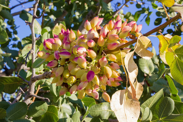 pistachio on tree