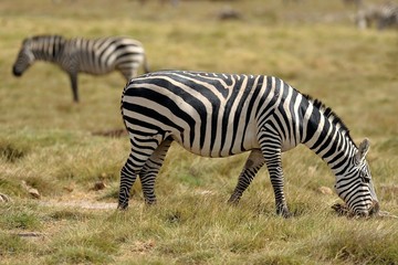 Fototapeta na wymiar Zebry w sawannie