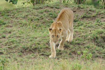 leone